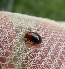 Prionocyphon discoideus