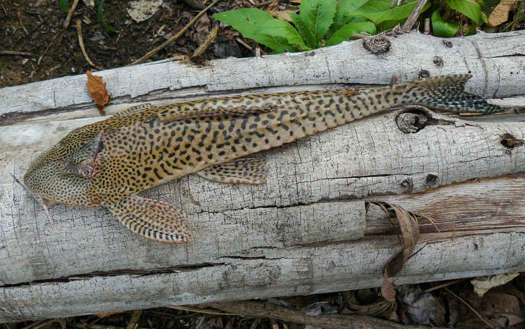 Aphanotorulus horridus