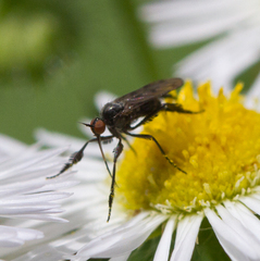 Empis clausa