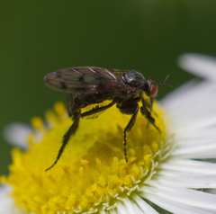 Empis clausa