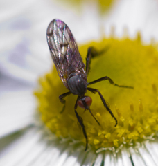 Empis clausa