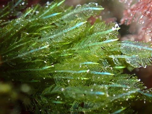Bryopsis pennata