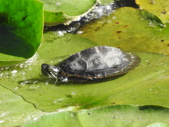 Chrysemys picta picta