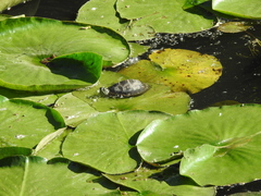 Chrysemys picta picta