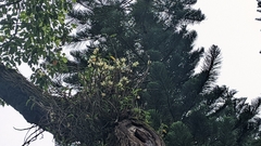 Dendrobium catenatum