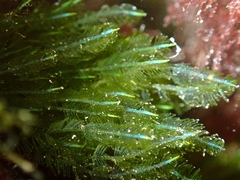 Bryopsis pennata