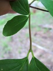 Philadelphus inodorus