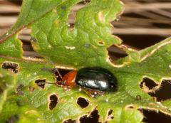 Podagrica fuscicornis