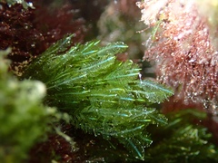 Bryopsis pennata