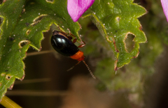 Podagrica fuscicornis