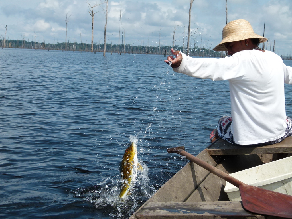 Vazzoler's Peacock Bass