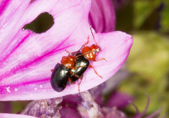 Podagrica fuscicornis