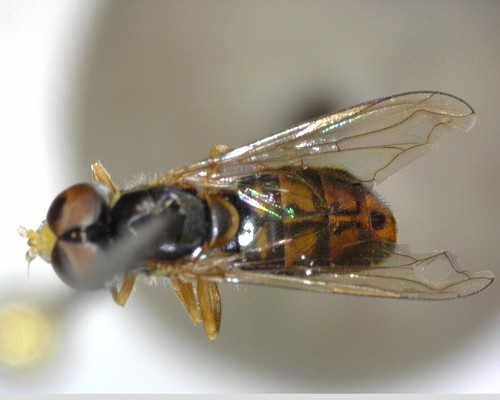 iNaturalist observation photo of Margined Calligrapher