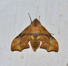 Aleuron iphis
