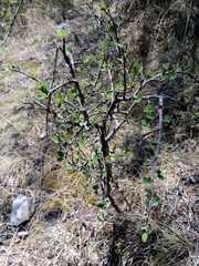 Malacomeles denticulata