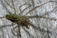 Tetragnatha kauaiensis