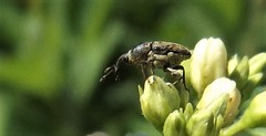 Odontocorynus salebrosus