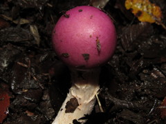 Cortinarius lebre