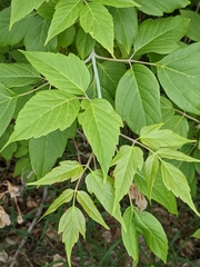 Acer negundo