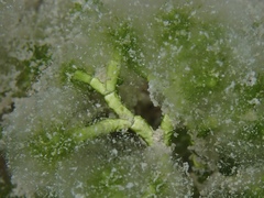 Cymopolia barbata