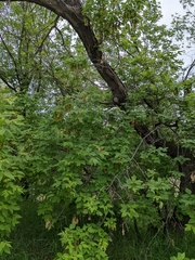 Acer negundo