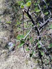 Malacomeles denticulata