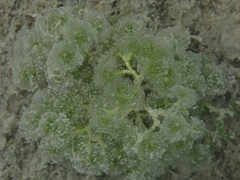Cymopolia barbata