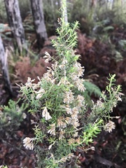Ozothamnus floribundus