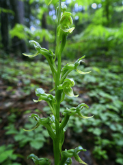 Platanthera hookeri