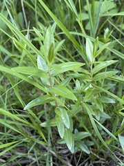 Gentiana puberulenta