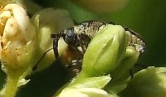 Odontocorynus salebrosus