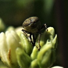 Odontocorynus salebrosus