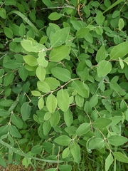 Symphoricarpos