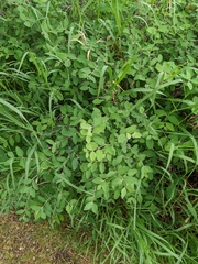 Symphoricarpos
