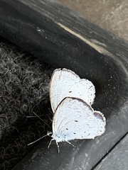 Celastrina lavendularis himilcon