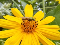 Agapostemon nasutus