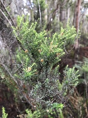 Ozothamnus floribundus