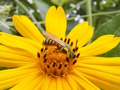 Agapostemon nasutus