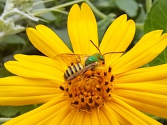 Agapostemon nasutus