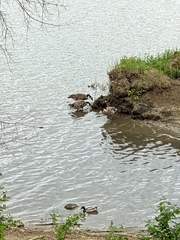Branta canadensis