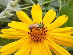 Agapostemon nasutus