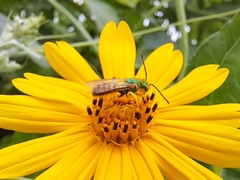 Agapostemon nasutus