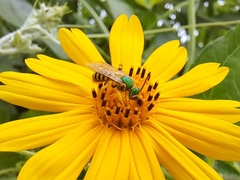 Agapostemon nasutus
