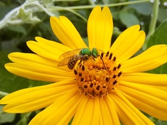 Agapostemon nasutus