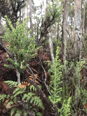 Ozothamnus floribundus
