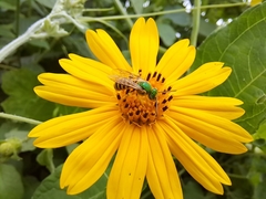 Agapostemon nasutus