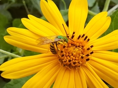 Agapostemon nasutus