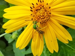 Agapostemon nasutus