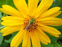 Agapostemon nasutus