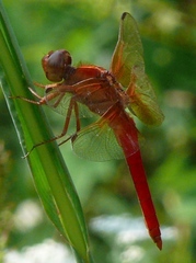 Libellula croceipennis